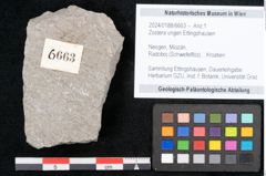 Foto (Objekt + Etikett) von Zostera ungeri Ettingshausen (NHMW-GEO-2024-0188-6663)